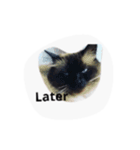 Mishka the Funny cat 2.（個別スタンプ：15）