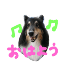 ラスティーとメイ時々にゃんこ（個別スタンプ：1）