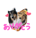 ラスティーとメイ時々にゃんこ（個別スタンプ：11）