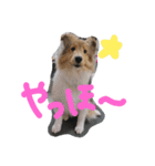 ラスティーとメイ時々にゃんこ（個別スタンプ：19）