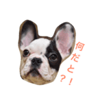 Elvis stumps（個別スタンプ：1）