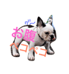 Elvis stumps（個別スタンプ：5）