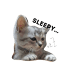 サバネコににとクロネコむむ（個別スタンプ：1）