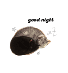 サバネコににとクロネコむむ（個別スタンプ：3）