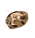サバネコににとクロネコむむ（個別スタンプ：6）