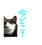 黒柴もみじ 日常会話（個別スタンプ：1）