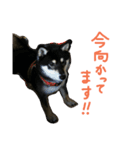黒柴もみじ 日常会話（個別スタンプ：2）