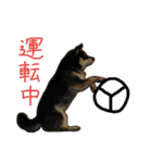 黒柴もみじ 日常会話（個別スタンプ：4）