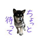 黒柴もみじ 日常会話（個別スタンプ：5）