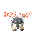 黒柴もみじ 日常会話（個別スタンプ：6）