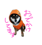黒柴もみじ 日常会話（個別スタンプ：7）