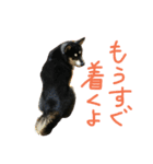 黒柴もみじ 日常会話（個別スタンプ：8）