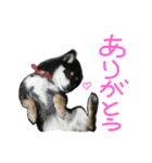 黒柴もみじ 日常会話（個別スタンプ：9）
