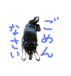 黒柴もみじ 日常会話（個別スタンプ：10）