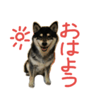 黒柴もみじ 日常会話（個別スタンプ：11）