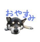 黒柴もみじ 日常会話（個別スタンプ：12）