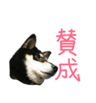 黒柴もみじ 日常会話（個別スタンプ：13）