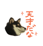 黒柴もみじ 日常会話（個別スタンプ：14）