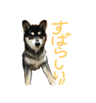 黒柴もみじ 日常会話（個別スタンプ：15）