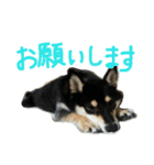 黒柴もみじ 日常会話（個別スタンプ：17）