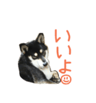 黒柴もみじ 日常会話（個別スタンプ：18）