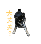 黒柴もみじ 日常会話（個別スタンプ：19）
