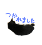 黒柴もみじ 日常会話（個別スタンプ：20）