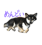 黒柴もみじ 日常会話（個別スタンプ：21）