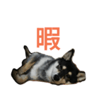 黒柴もみじ 日常会話（個別スタンプ：22）