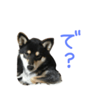 黒柴もみじ 日常会話（個別スタンプ：24）