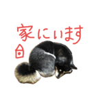 黒柴もみじ 日常会話（個別スタンプ：25）