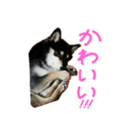 黒柴もみじ 日常会話（個別スタンプ：26）