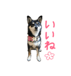 黒柴もみじ 日常会話（個別スタンプ：27）