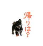 黒柴もみじ 日常会話（個別スタンプ：28）
