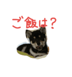 黒柴もみじ 日常会話（個別スタンプ：29）