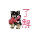 黒柴もみじ 日常会話（個別スタンプ：30）