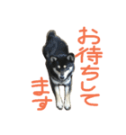 黒柴もみじ 日常会話（個別スタンプ：31）