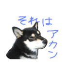 黒柴もみじ 日常会話（個別スタンプ：32）