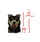 黒柴もみじ 日常会話（個別スタンプ：33）