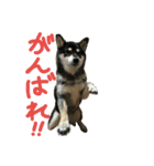 黒柴もみじ 日常会話（個別スタンプ：37）
