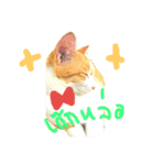 cat malee（個別スタンプ：1）