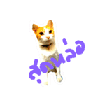 cat malee（個別スタンプ：7）