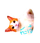 cat malee（個別スタンプ：8）