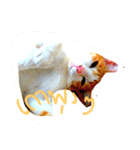 cat malee（個別スタンプ：9）