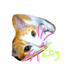 cat malee（個別スタンプ：11）
