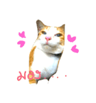 cat malee（個別スタンプ：12）