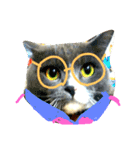 cat malee（個別スタンプ：14）