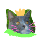 cat malee（個別スタンプ：15）