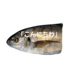 挨拶のお魚さん（個別スタンプ：2）