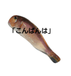挨拶のお魚さん（個別スタンプ：3）